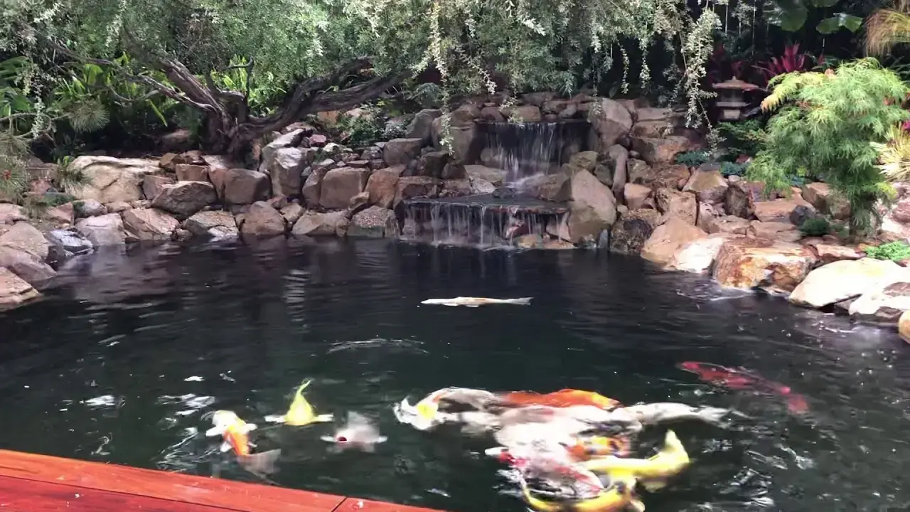 Koi Pond by San Diego Ponds