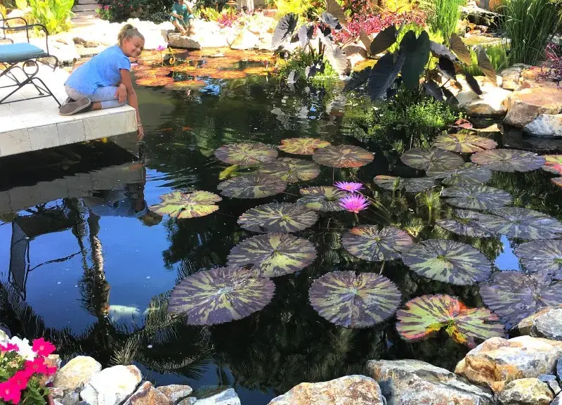 Koi Ponds