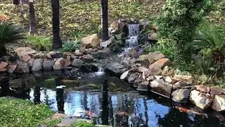 Koi pond in Poway California