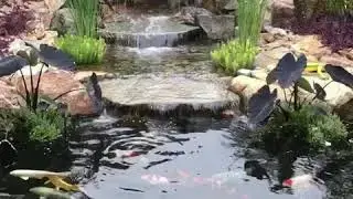 Koi pond Rancho Santa Fe