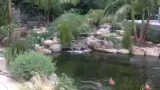 Custom Pondscape and Waterfall in Vista, CA