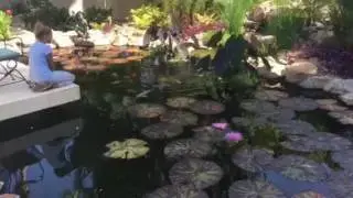 koi pond rancho santa fe